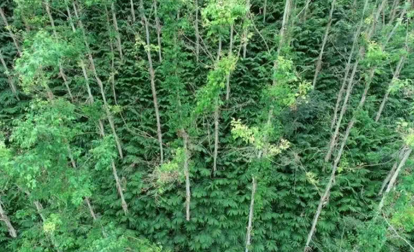 農(nóng)林新模式：林下經(jīng)濟(jì)+養(yǎng)殖（附渠道設(shè)計(jì)）