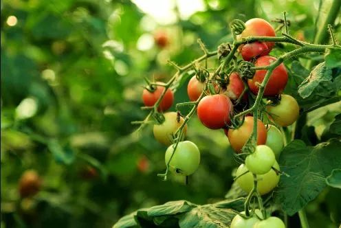 深度|農業，到底是風口，還是大坑？