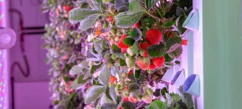 失敗案例！又一個垂直農(nóng)業(yè)先驅(qū)倒下，留給中國農(nóng)業(yè)老板的思考