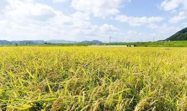 三農日報|我國農作物自主品種占95%以上；我國農資賒銷率在60%-70%之間