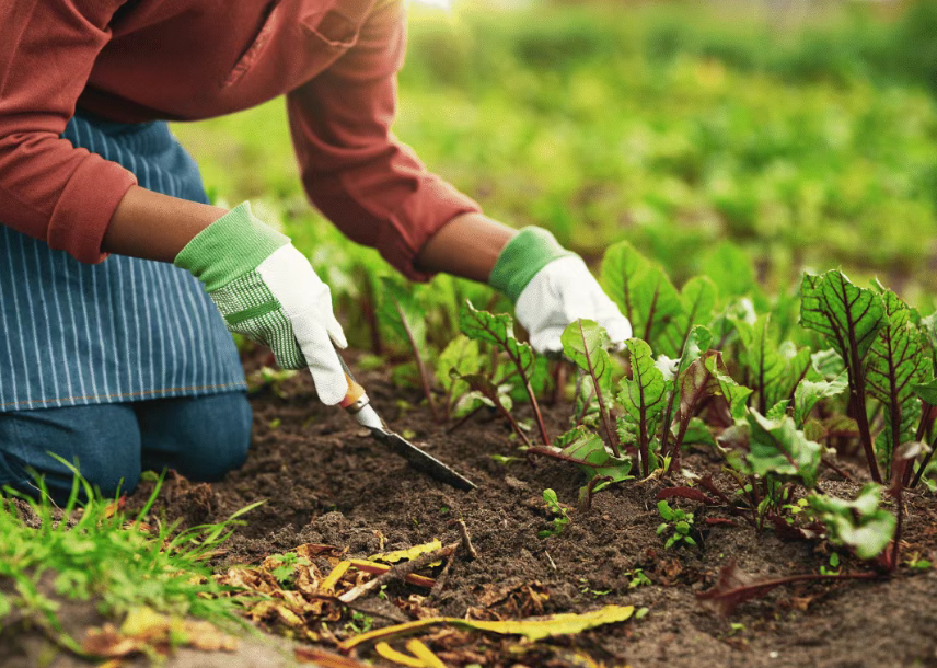 【農資行業】2025 年有機肥市場爆發前夜：這三大細分領域將成新藍海