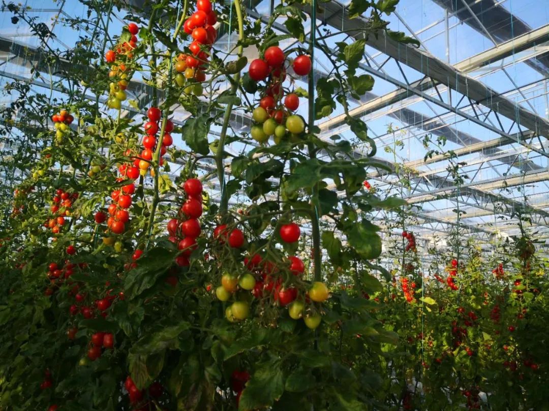 【數字農場案例】山東首家“數字農場”成鄉村振興“新樣板”