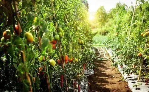 農業產業周報|大北農、巴比食品、極飛科技、金龍魚最新動態；本周4例資本事件