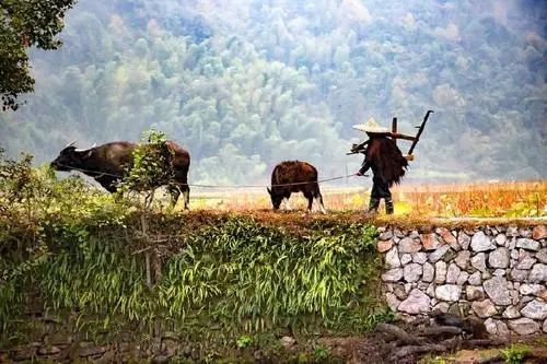 互聯網頭部企業進軍農業，“AI+農業”會是下一個風口嗎？