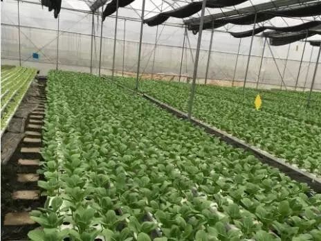 【復盤】農業最大的陷阱，不是困難太大，而是機會太多